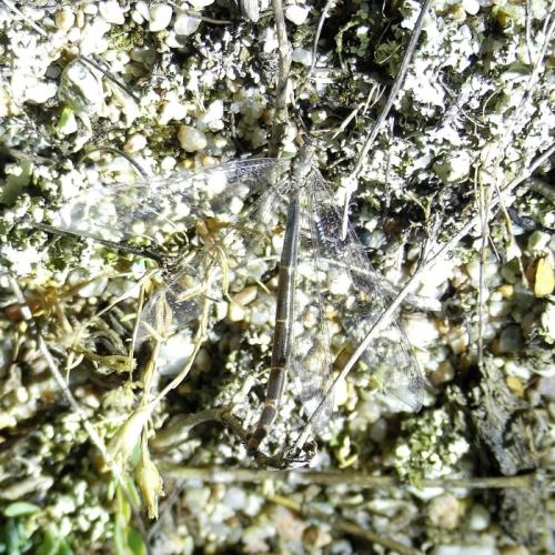 Réf. 314 691 : Creoleon corsicus